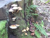 &copy; Zierfischfreunde Immenhausen-Holzhausen